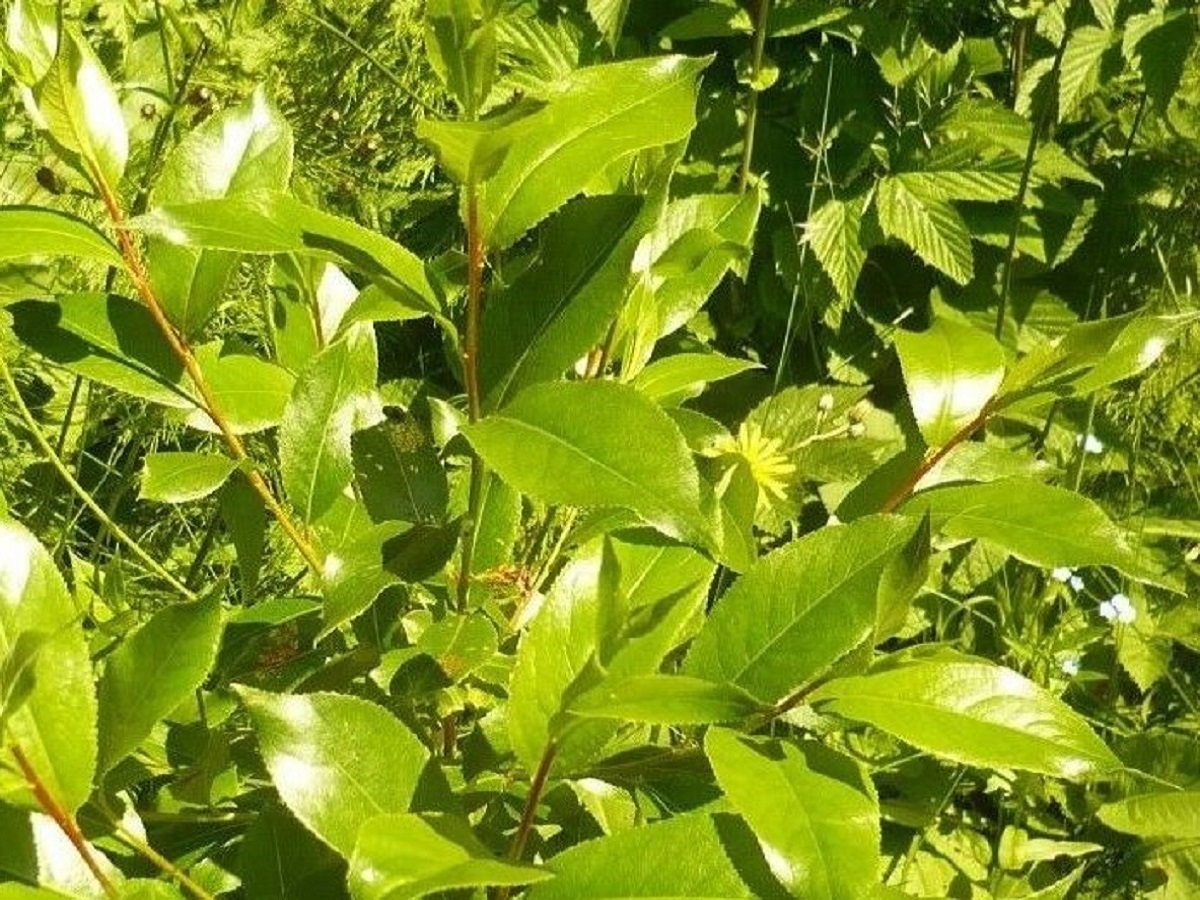 Salix pentandra (Salicaceae)